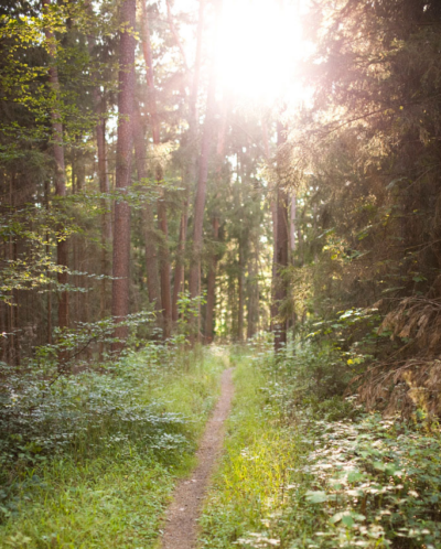 Waldgeräusche im Hotel Luise